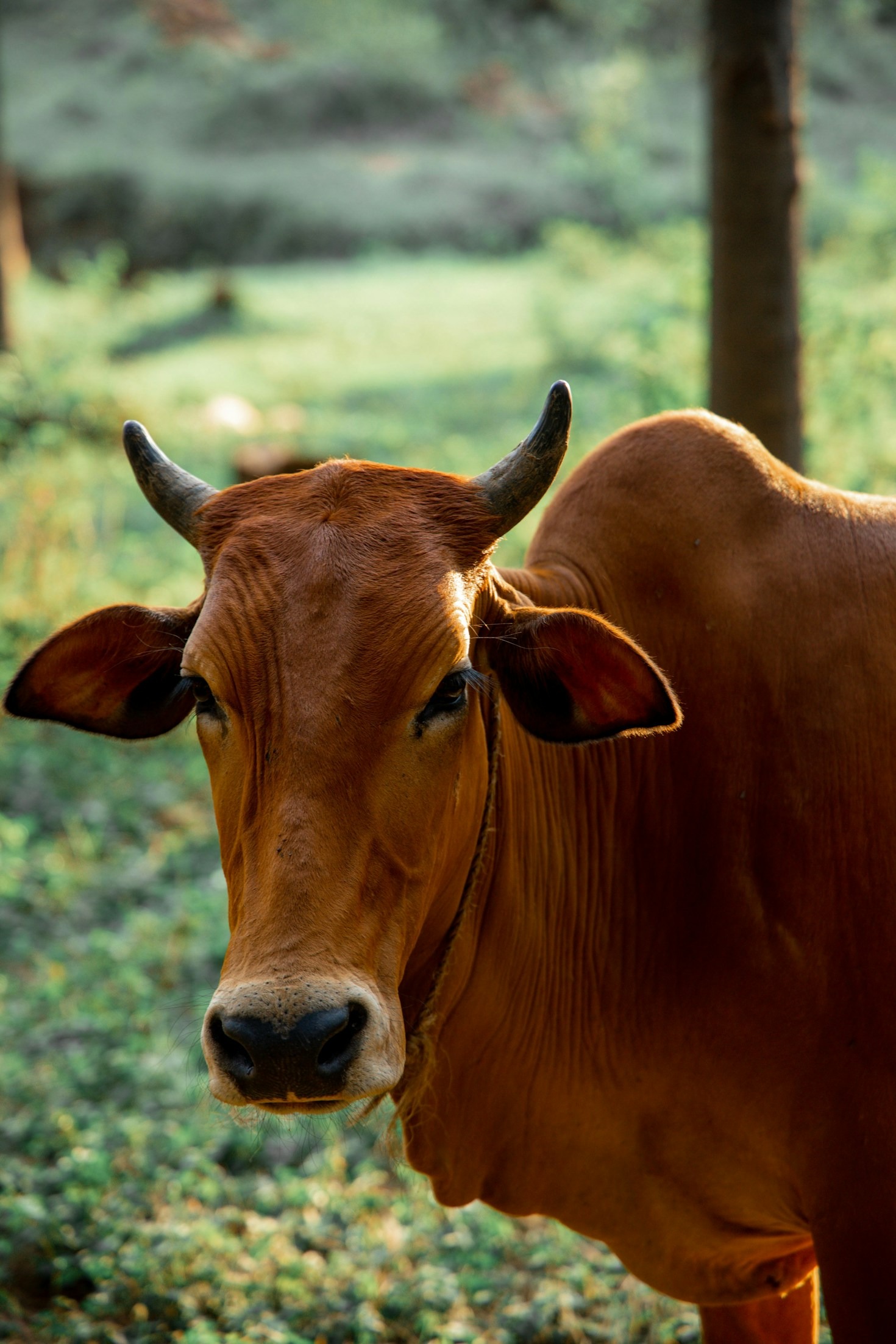 Cómo logramos eficiencia alimentaria en rumiantes