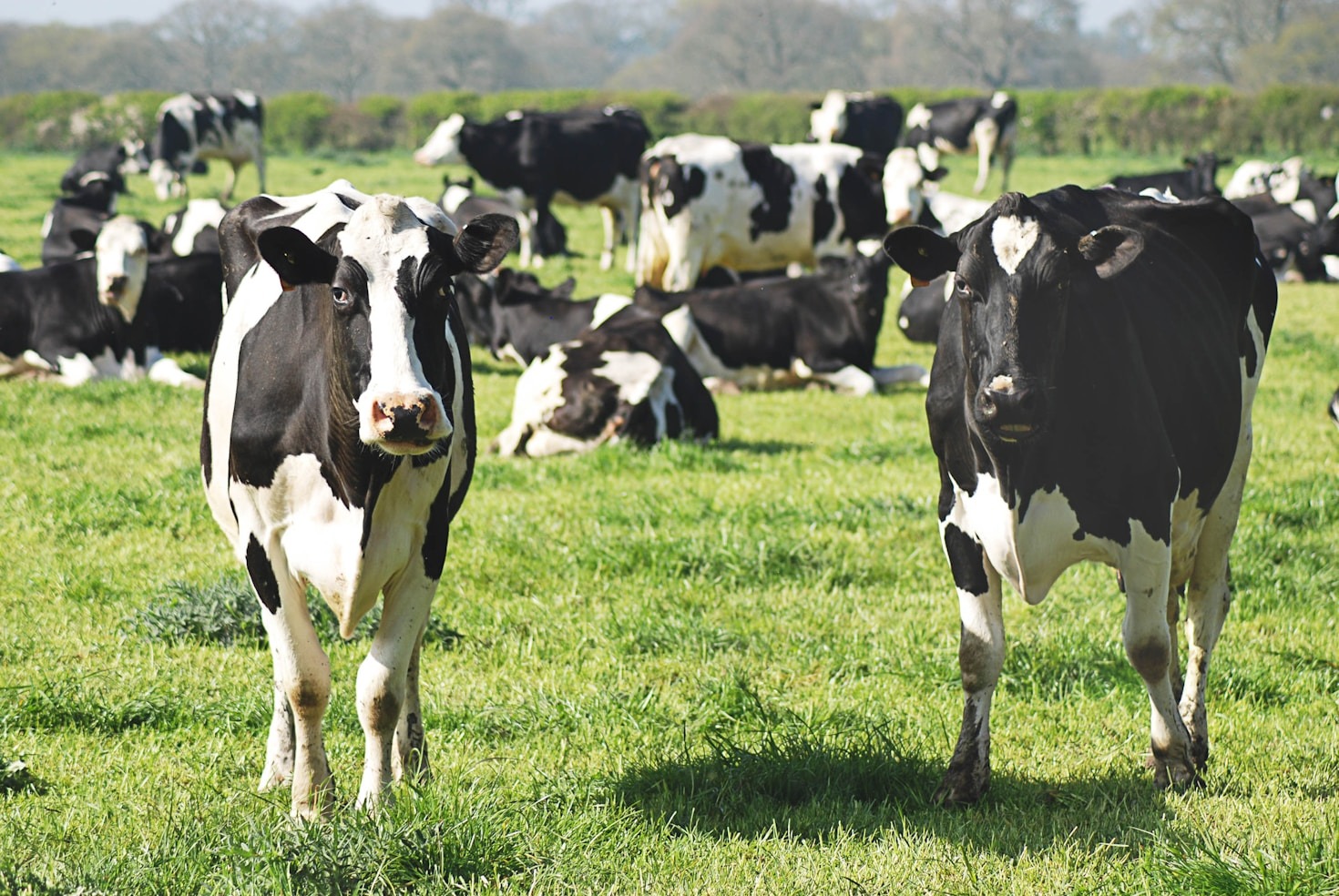 Tecnologías avanzadas en nutrición animal sostenible