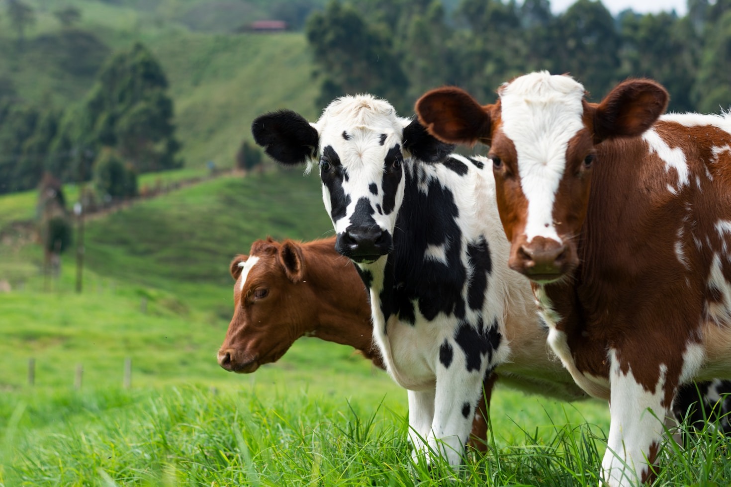 Aditivos naturales: el futuro de la alimentación ganadera